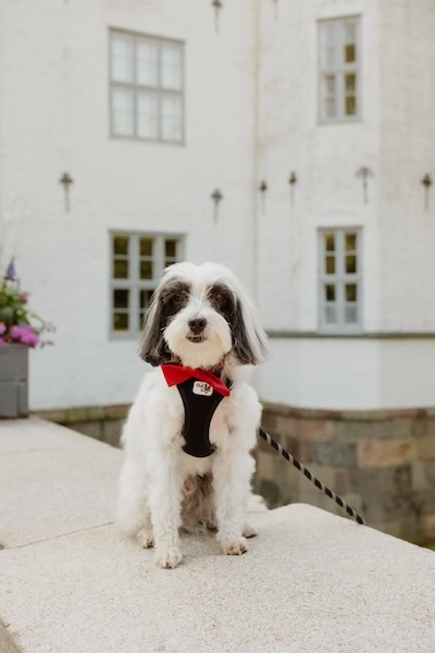 Ahrensburger_schloss_12 Hund des Brautpaares