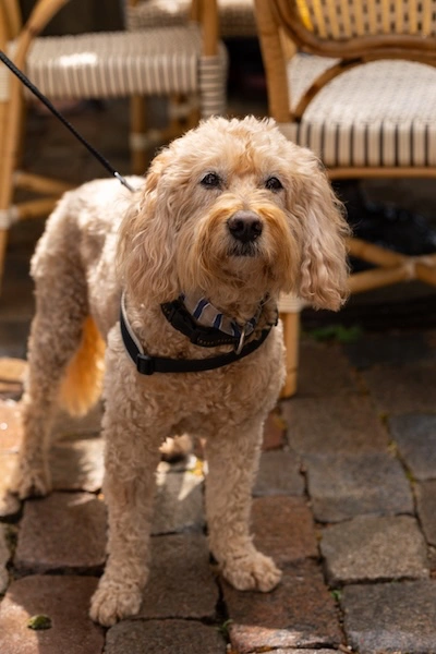 Freie_Trauung_20 Kleiner Hund